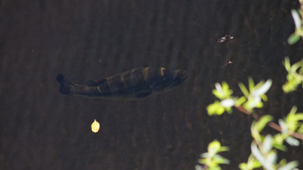 02 - Everglade NP (27).jpg